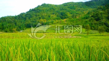 山脚下的稻田 绿色稻田 兴隆