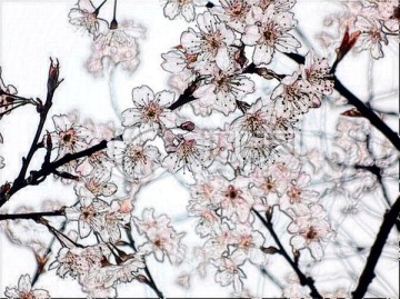 樱花印象摄影