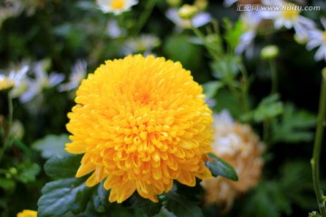 菊花