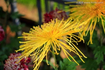 菊花
