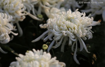 植物花草 菊花