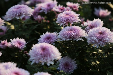 植物花草 菊花