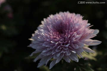 植物花草 菊花