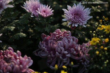 植物花草 菊花