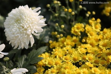 植物花草 菊花