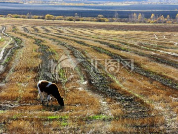 秋季收割后的麦田和牛群