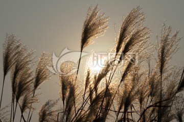 秋日夕阳中的芦苇