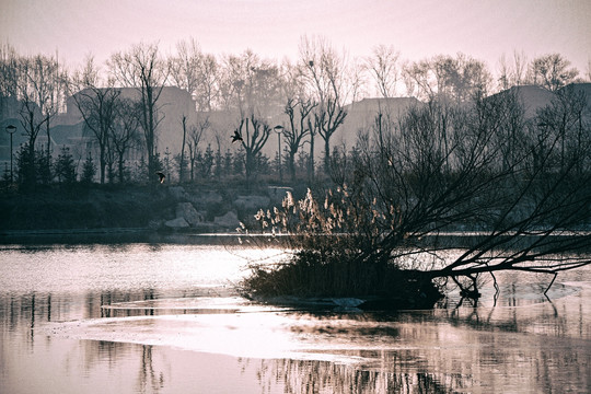 弥河湿地冬天