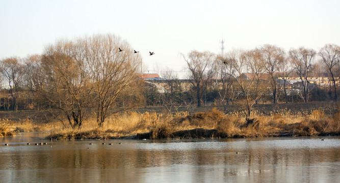 弥河湿地之冬