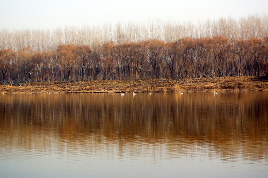 冬日弥河湿地