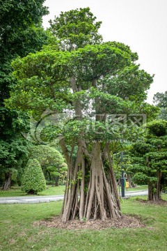 小榕树