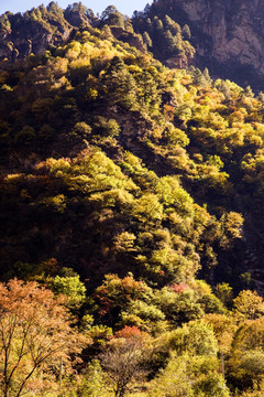 川西彩林景观