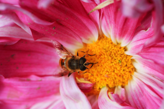 蜜蜂与花心