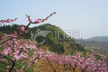 开满桃花的山野