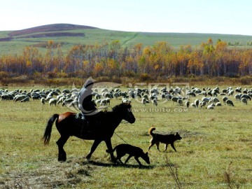 骑马放牧羊群的牧人