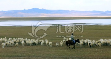 秋季草原湖边羊群