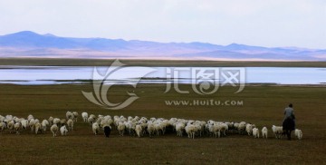 秋季湖边放牧羊群