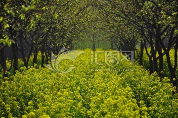 油菜花