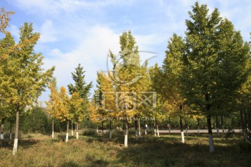 北京奥林匹克森林公园秋天
