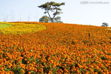 花山园艺