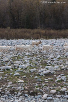 河滩白山羊群