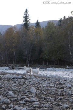 河边的山羊