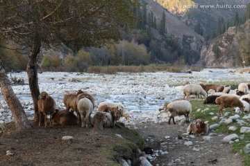 河边的绵羊群