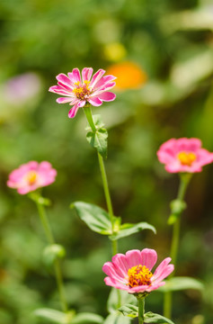 天人菊特写