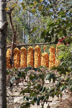秋景农家玉米串丰收