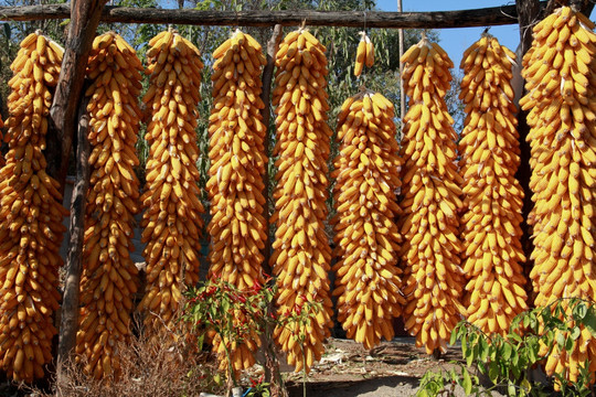 秋景农家玉米串丰收