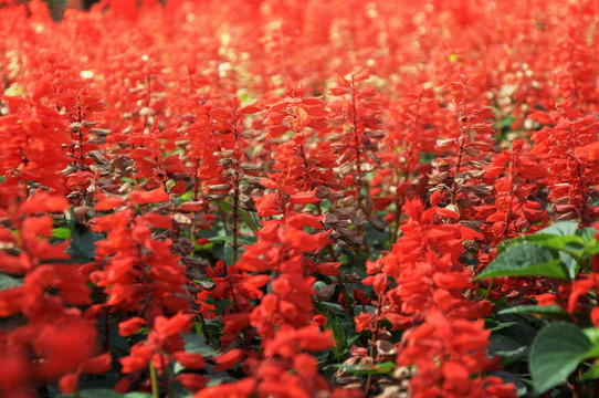 成片的西洋红花卉