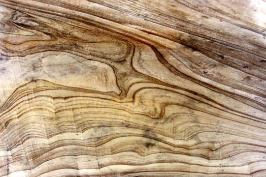 木材 木头横截面