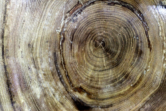 木材 木头横截面