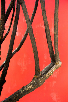红墙枯木