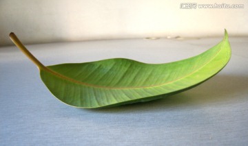 黑金刚树叶物写
