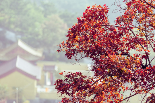 枫树红叶