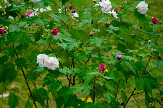 芙蓉花树