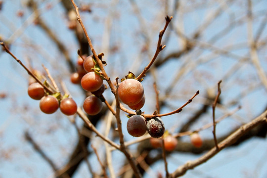 秋季果树黑枣熟了
