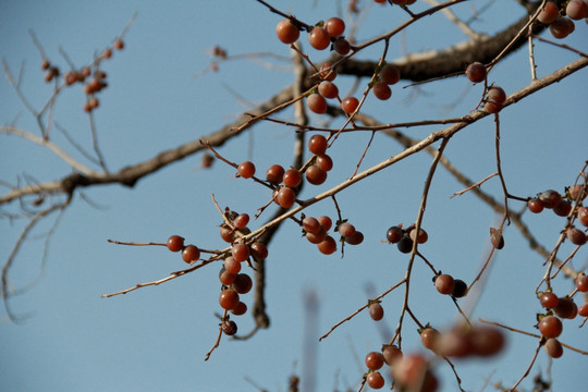 秋季果树黑枣熟了