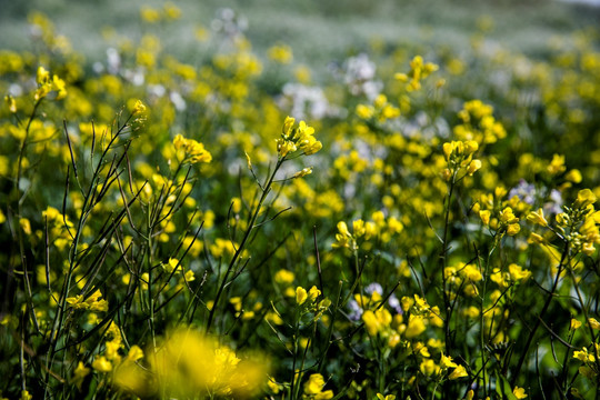 油菜花