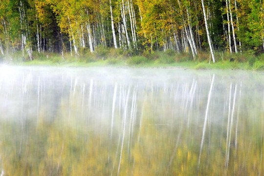 湿地白桦林晨雾