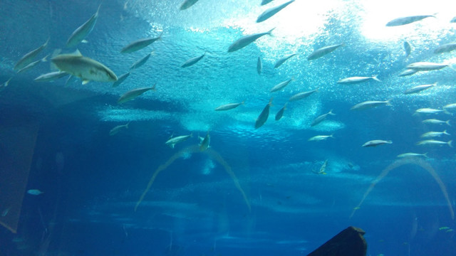 海底世界4