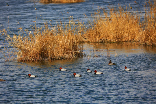 湖中成群的红头潜鸭