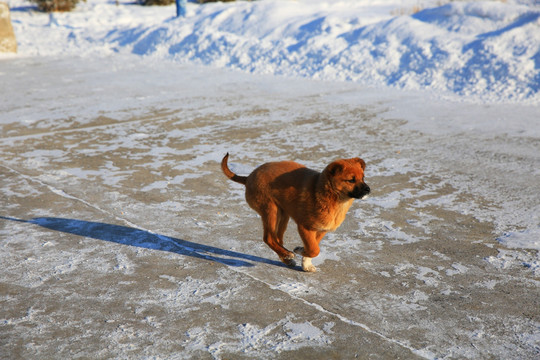 雪地上玩耍的小狗