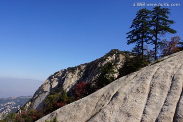 孪生松树