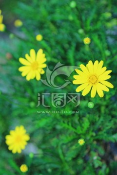 小黄花