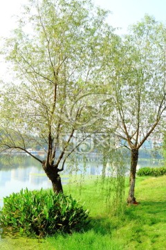 绿树