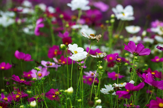 格桑花