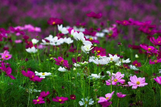 格桑花