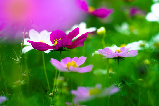 格桑花